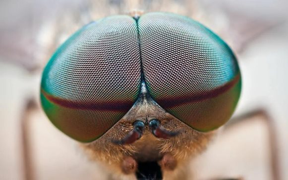 Фасеточные глаза насекомого