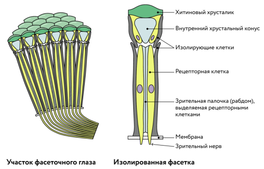 Строение фасеточного глаза
