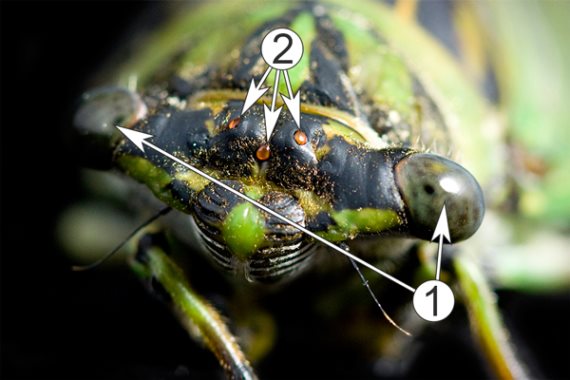 Цикада, которая помимо фасеточных глаз (обозначены цифрой 1), имеет три дополнительных глаза — оцелли (обозначены цифрой 2)