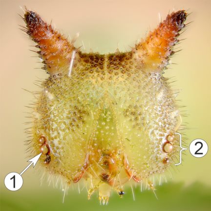 Гусеница с дополнительными глазками-стеммами. Цифрой 1 обозначен одиночный глазок — стемма, цифрой 2 обозначена группа стемм, называемая окулариумом
