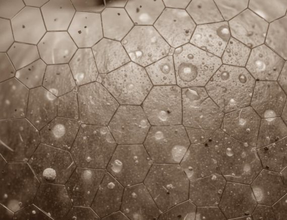 Яблоко глазами мухи.