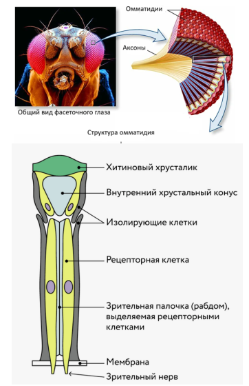 Структура фасеточного глаза