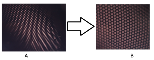 Поверхностная структура органа зрения пчелы: А) Увеличение 100 х; В) Увеличение 200 х