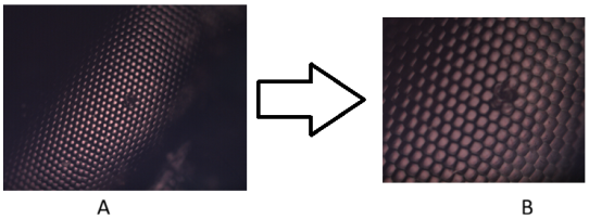 Поверхностная структура органа зрения шмеля: А) Увеличение 100 х; В) Увеличение 200 х