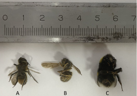 Образцы жалоносных насекомых: А) Пчела, В) Оса, С) Шмель