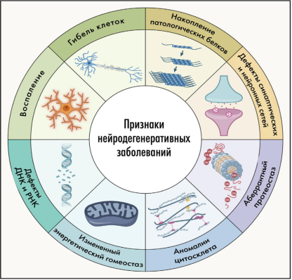 Общие механизмы нейродегенераций и их признаки [15]