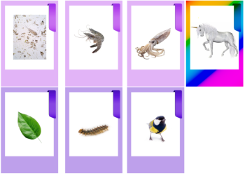 Пример карточек игры, составляющих пищевые цепи, и карты единорога