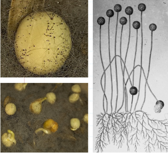 Плесневый гриб рода Мукор (лат. Mucor)