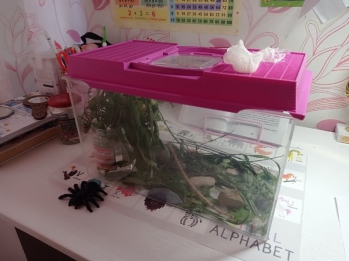 Инсектарий для содержания гусеницы