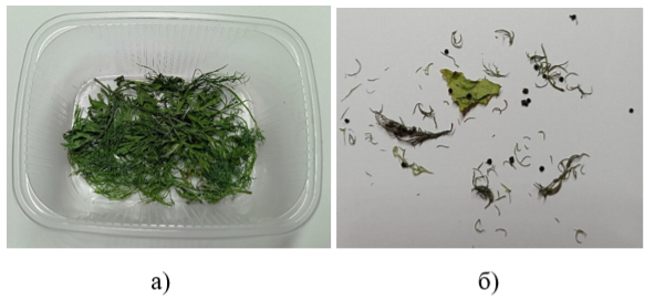 а) Корм для гусеницы, б) Экскременты гусеницы после очистки инсектария