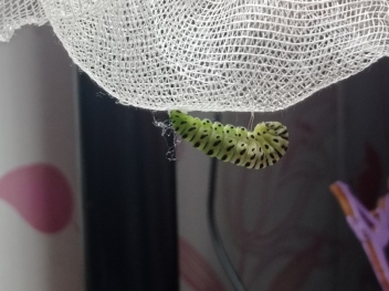 Начало окукливания гусеницы