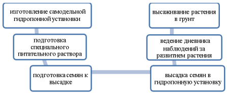Задачи экспериментальной работы по выращиванию растения «Мачок желтый»