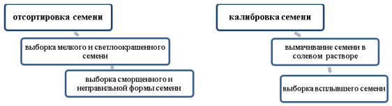Технология подготовки семени лекарственного растения «Мачок желтый» (Glaucium flavum) к посадке в гидропонную установку