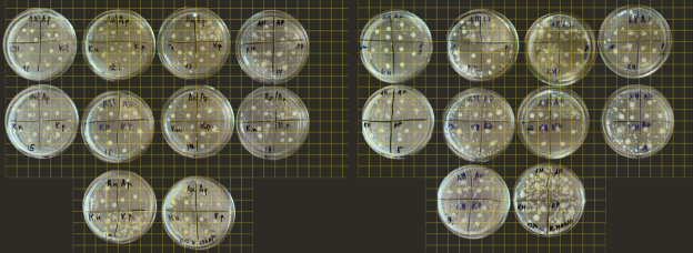 Измерение результатов методом палетки в Группе «Этанол» и «Масло»