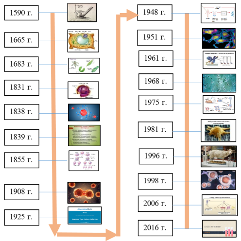 Основные этапы большого пути развития клеточных технологий (составлено автором)