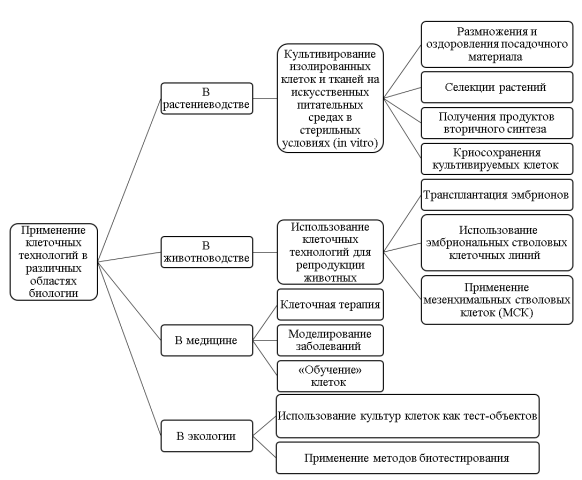 Применение клеточных технологий в различных областях (составлено автором)