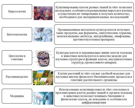 Области использования метода культивирования клеток in vitro (составлено автором)