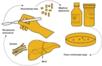 C:\Users\Оля\Desktop\Для ЮЛИ\1686976598127833225.jpg