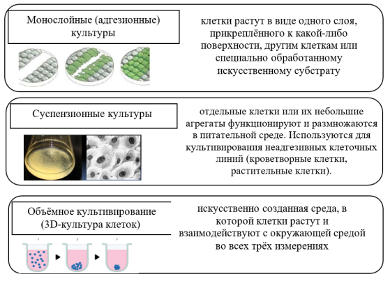 Способы выращивания клеток in vitro (составлено автором)