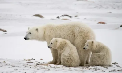 Мама-медведица с медвежатами (Фотографии из открытых источников)
