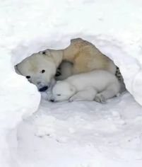 Мама-медведица с медвежатами (Фотографии из открытых источников)