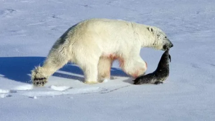 Охота белого медведя (Фотографии из открытых источников)