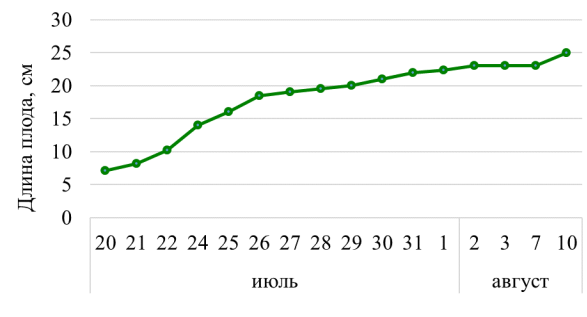 Рост плода дыни