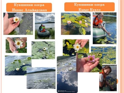 Сравнение кувшинок озер Иккис Алыьардаах и Кыыс Куелэ