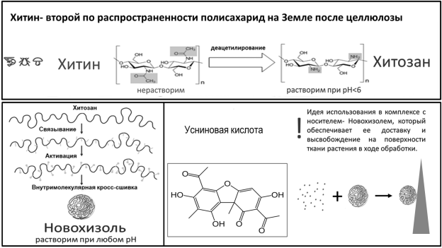 Схема получения хитозана, Новохизоля и комплекса Новохизоль/усниновая кислота