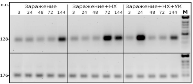 Результат ОТ-ПЦР генов PR4 (вверху) и GAPDH (внизу) для образцов листовой ткани мягкой пшеницы, собранных в различные временные точки (3–144 ч.) после заражения стеблевой ржавчиной