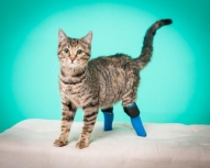 Итоги протезирования