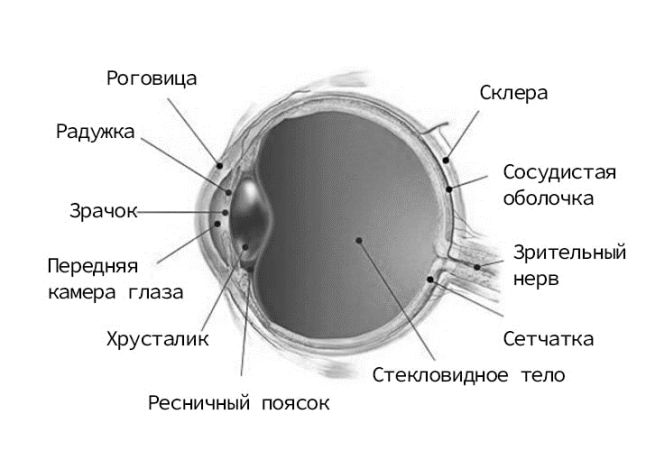 Строение глаза человека
