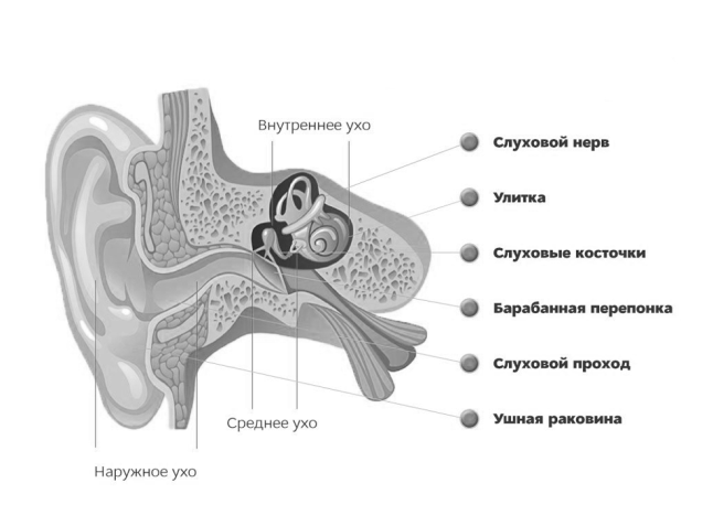 Строение органа слуха человека