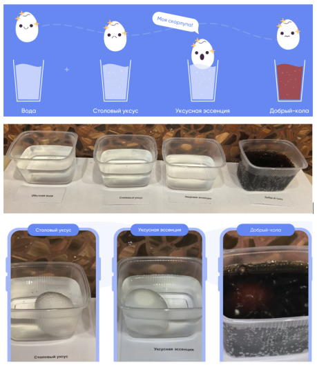 Схема проведения эксперимента (сверху), стаканчики с жидкостями (в середине) и изображения яиц после их выдержки в жидкостях в течение 5 минут