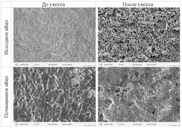 Микроструктурные изображения яиц в различных условиях