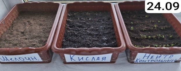 Первые проростки растений (нейтральная среда), день третий