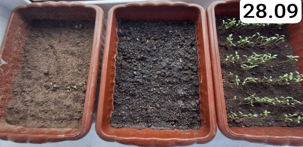 Проростки (щелочная среда), день седьмой