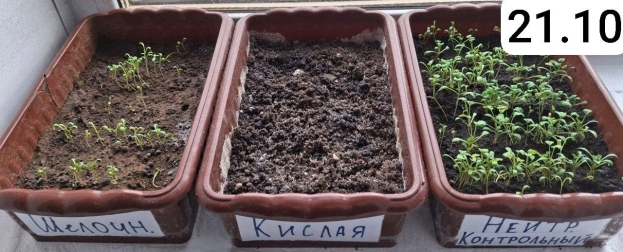 Рост и развитие растений спустя месяц эксперимента