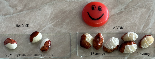 I:\МОЯ РАБОТА СО ШКОЛЬНИКАМИ\ШКОЛА\УЗК и СЕМЕНА\ФАСОЛЬ\Старые семена, хранение больше 24 месяцев\Не реанимировали старую фасоль_2026-03-07\IMG_1542 как смарт-объект-1.png