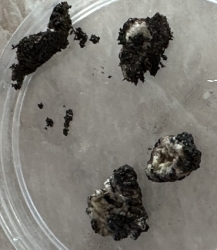 Семена старой фасоли «без названия» не взошли, а сгнили, как замоченные, так и обработанные ультразвуком через 7 дней