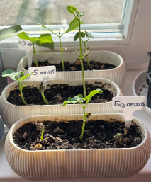 I:\МОЯ РАБОТА СО ШКОЛЬНИКАМИ\ШКОЛА\УЗК и СЕМЕНА\ФАСОЛЬ\Проращивание семян фасоли\Через 14 дней как смарт-объект-1.png