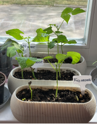 I:\МОЯ РАБОТА СО ШКОЛЬНИКАМИ\ШКОЛА\УЗК и СЕМЕНА\ФАСОЛЬ\Проращивание семян фасоли\Через 21 день как смарт-объект-1 как смарт-объект-1.png