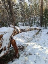 Примеры ветровала и бурелома