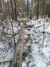 Примеры ветровала и бурелома