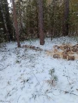 Санитарная вырубка