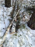 Санитарная вырубка