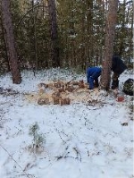 Санитарная вырубка