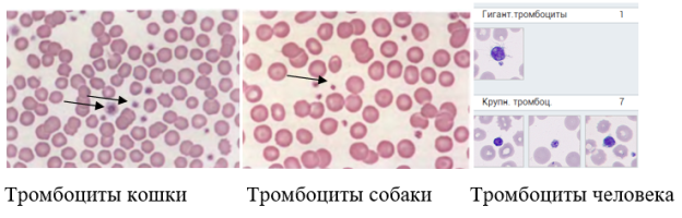 Визуальное сравнение тромбоцитов кошки, собаки и человека