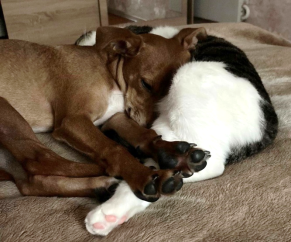 Собака Майк и кот Тиша