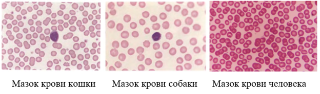 Визуальное сравнение эритроцитов кошки, собаки и человека